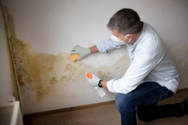 Best Mold Removal for HVAC Installations  in South Haven, MI