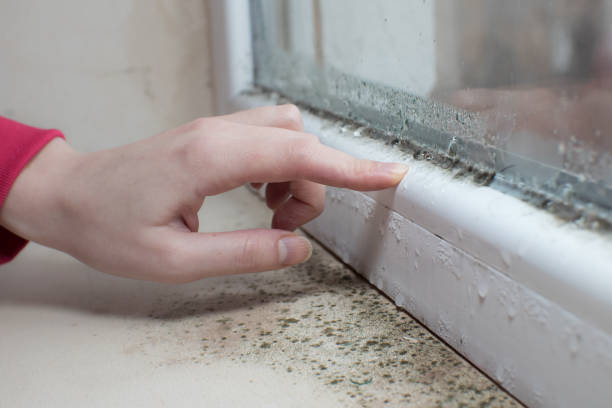 Best Mold Prevention Services  in South Haven, MI